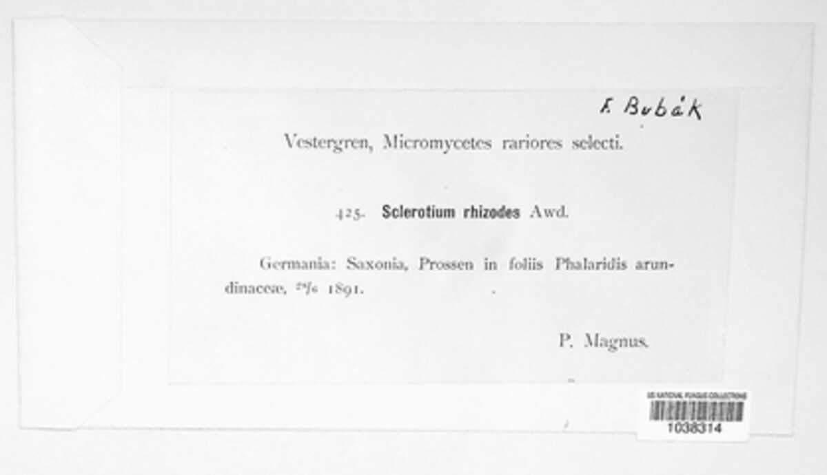 Sclerotium rhizodes image